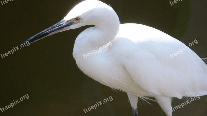 Thailand Bird Hua Hin Asia Free Photos