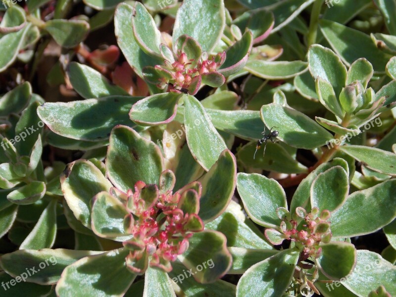 Stone Garden Plant Succulent Spring Nature