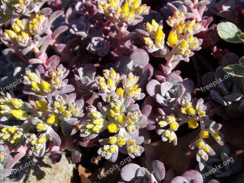 Stone Garden Plant Spring Close Up Nature