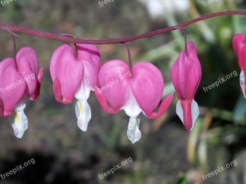 Bleeding Heart Lamprocapnos Spectabilis Two Tone Heart Flower Herzerlstock Flower