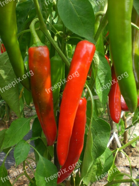 Pepper Vegetable Plants Field Vegetables