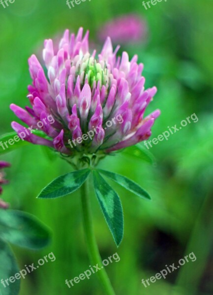 Red Clover Klee Trifolium Pratense Flowers Purple