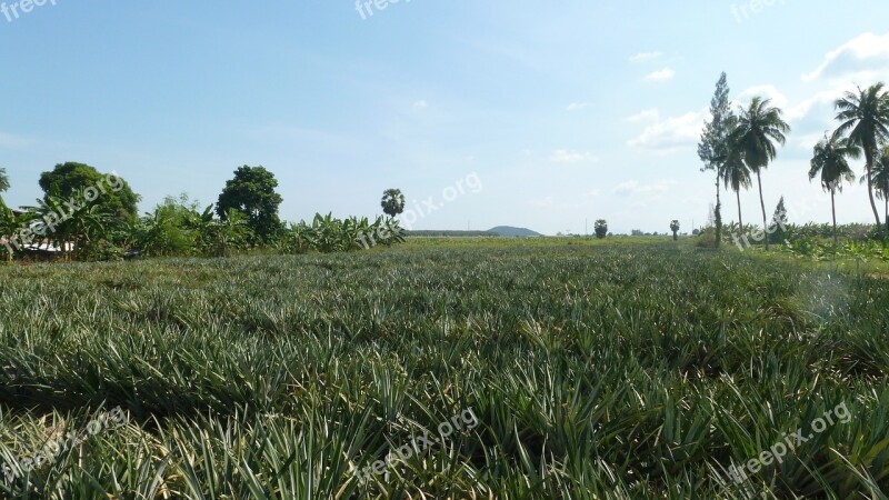 Thailand Landscape Asia Field Nature