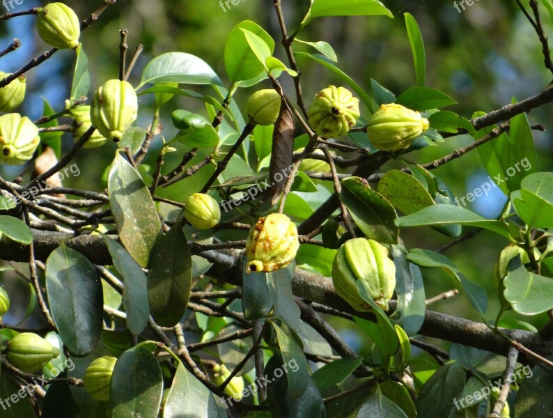 Garcinia Cambogia Malabar Tamarind Vadakkan Puli Northern Tamarind Garcinia Gummi-gutta