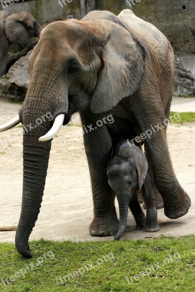 African Bush Elephant Mother With Young Tiergarten Schönbrunn Zoo Free Photos