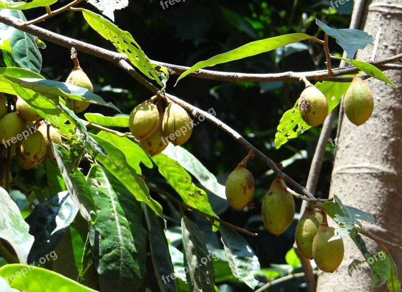 Kathalekan Marsh Nut Tree Critically Endangered Hedagalu Semecarpus Kathalekanensis