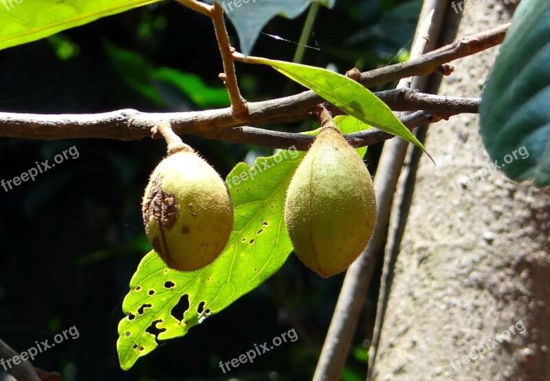 Kathalekan Marsh Nut Tree Critically Endangered Hedagalu Semecarpus Kathalekanensis