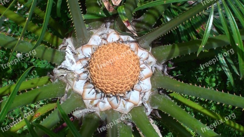 Cycad Cone Botanical Australia Cycad Cone