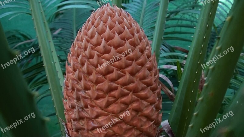 Cycad Cone Botanical Australia Cycad Cone