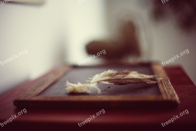 Chalkboard Blackboard Feather School Old