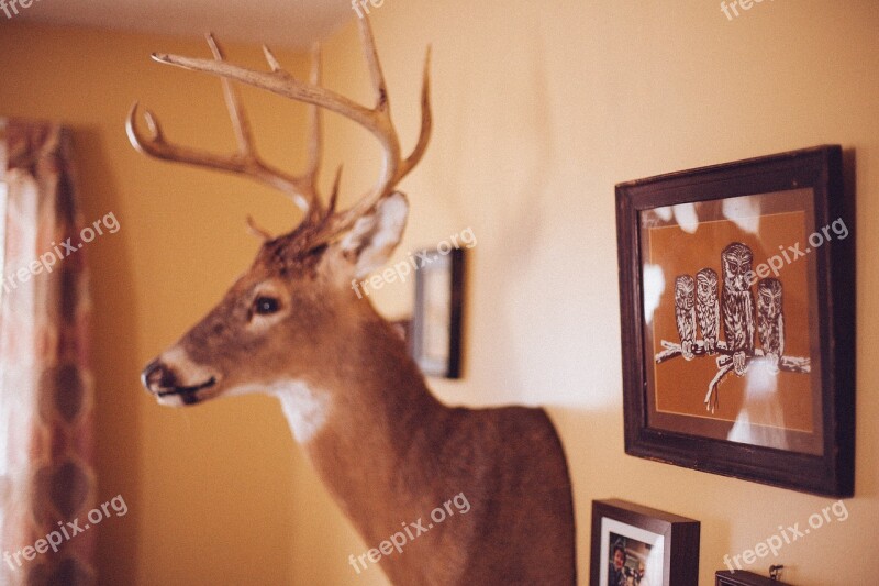 Interior Decoration Interior Design Wall Decoration Stag