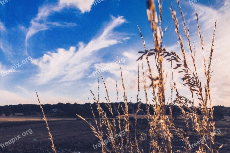 Field Herbage Pasture Grass Nature