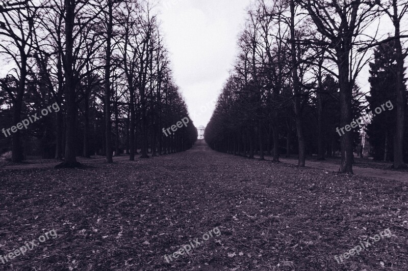 Boulevard Alley Trees Black And White Free Photos