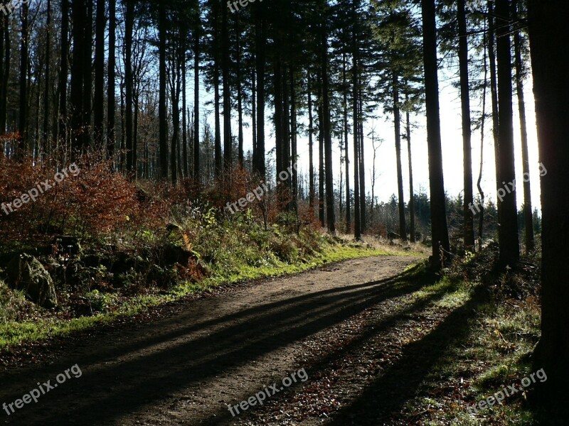 Forest Trees Nature Alsace Fir