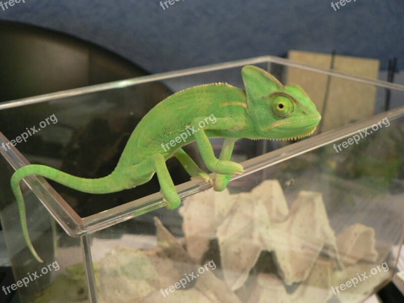 Chameleon Animal Helmeted Yemen Chameleon Free Photos