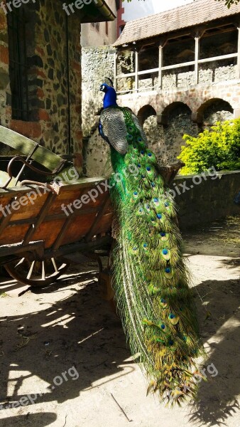 Peacock Bird Plumage Ronneburg Büdingen