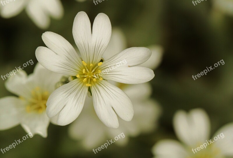 Blossom Bloom Flowers Flower Plant