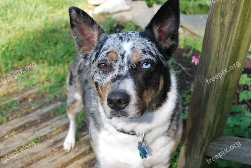 Tri Merle Koolie Dog Cattle Dog Flowers Free Photos