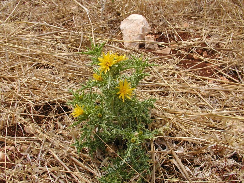 Thistle Nature Prickly Flower Free Photos