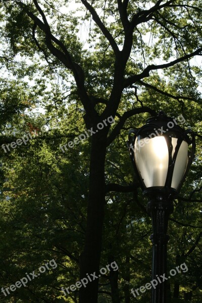 Street Lamp Lamp Tree Trees Nature