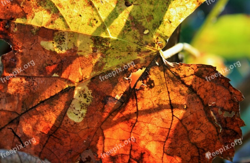 Russet Leaf Leaf Vine Grape Old