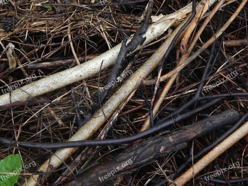 Wood Nature Outside Trees Grass