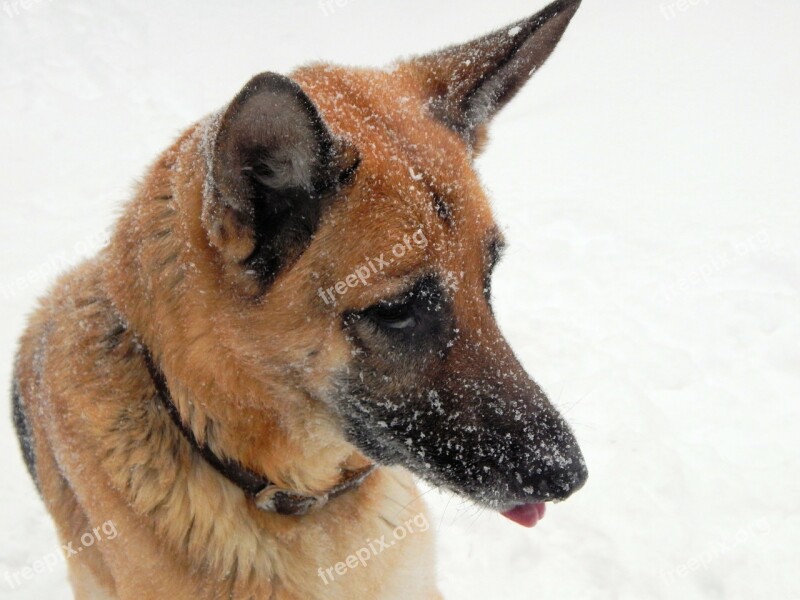 German Shepherd Canine Dog Pet Eyes