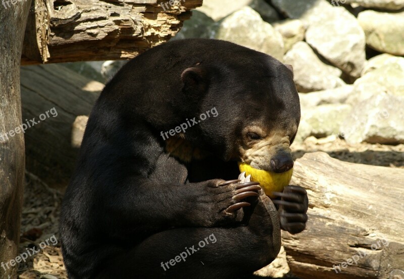 Malayan Sun Bear Bear Zoo Food Tiergarten