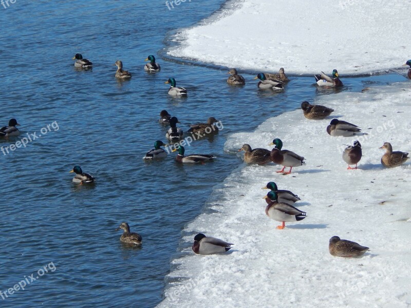 Winter Ducks Wildlife Nature Outside Duck