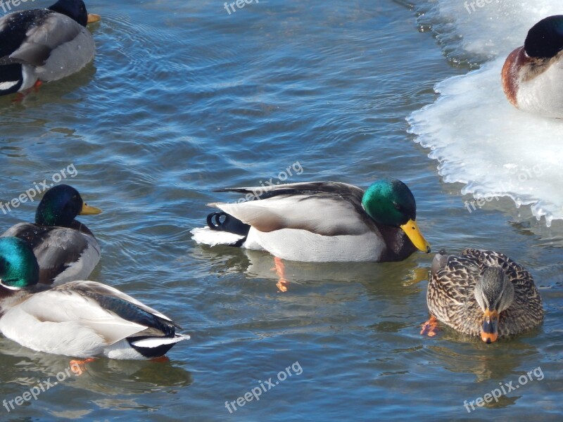 Water Duck Mallard Animal Ducks Duck