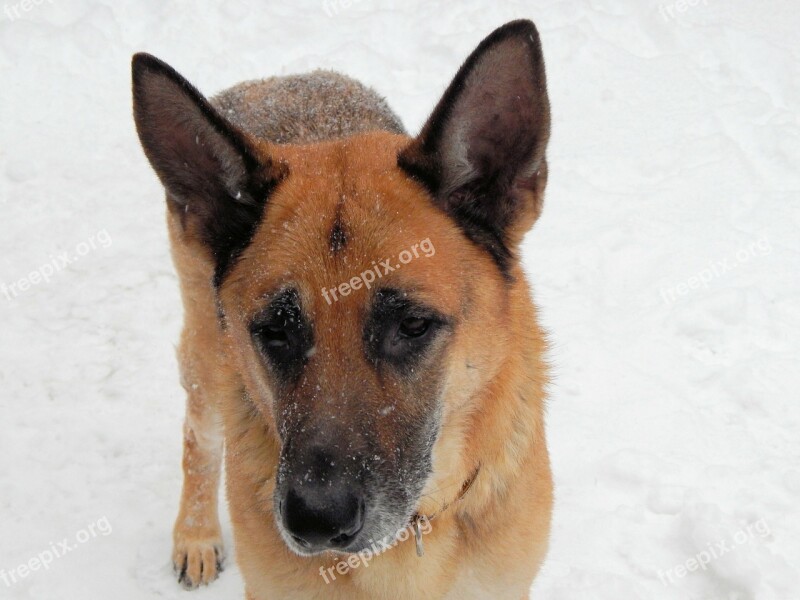 German Shepherd Canine Dog Pet German Police Dog