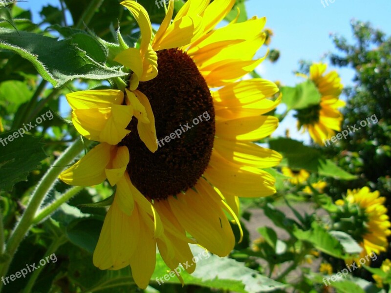 Sunflower Yellow Blossom Autumn Sunflowers