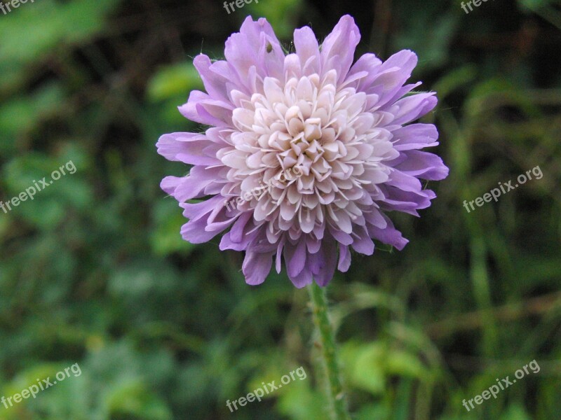 Blanket Inflorescence Blossom Bloom Violet