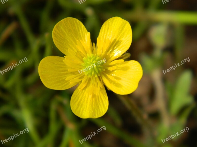 Buttercup Sharp Buttercup Yellow Flower Flowers Yellow