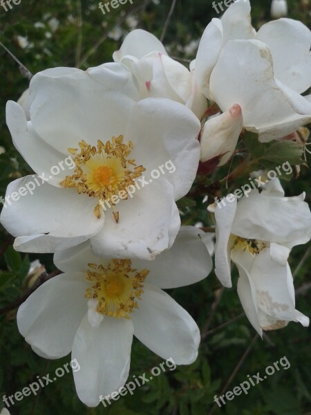 Early Summer Flowers White Bush Roses Free Photos