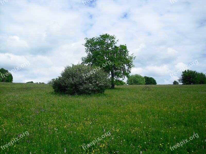 Landscape Flower Meadow Trees Clouds Cloudiness