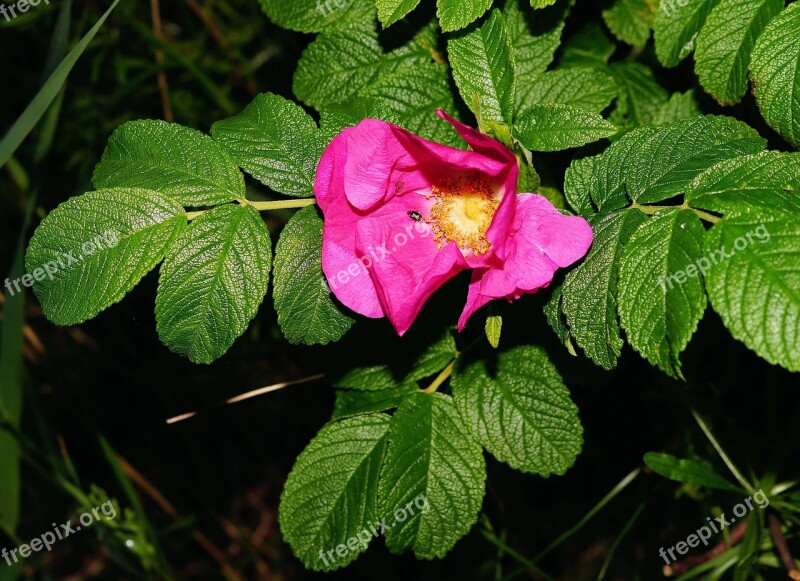 Wild Rose Blossom Bloom Fragrant Macro