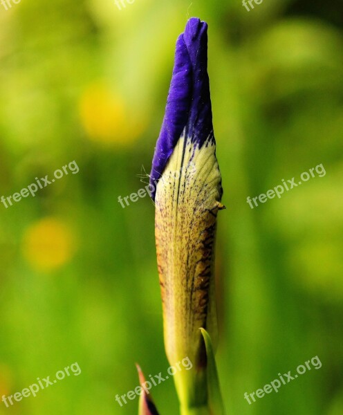 Flower Blossom Bloom Blue Closed