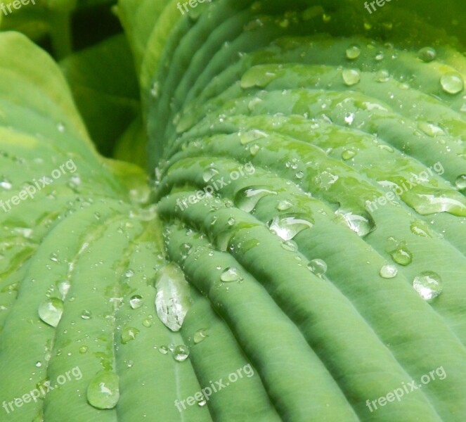 Hosta Leaf Flora Nature Gardening