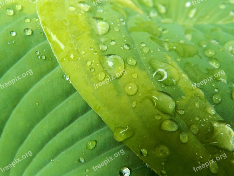 Hosta Leaf Flora Nature Gardening