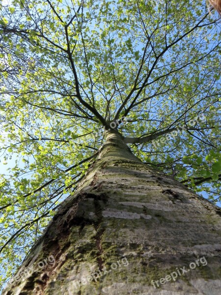 Tree Tribe Green Spring Plant