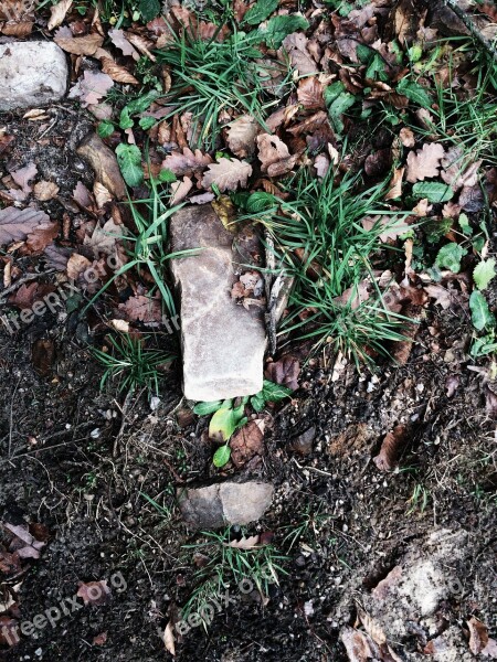 Garden Forest Floor Stone Plants Nature