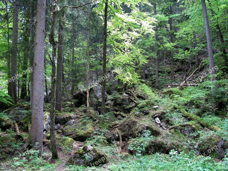 Forest Kristin Poellatschlucht Rock Spruce