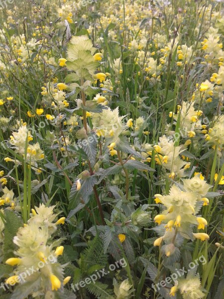 Nettles Early Summer Flower Meadow Yellow Flowers Sunshine