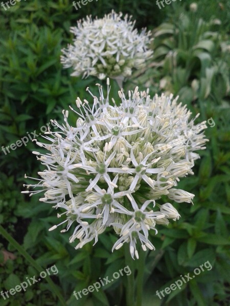 Early Summer Flowers Flower Bed White Globule