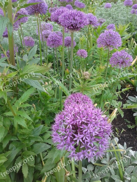 Early Summer Flowers Flower Bed Purple Free Photos