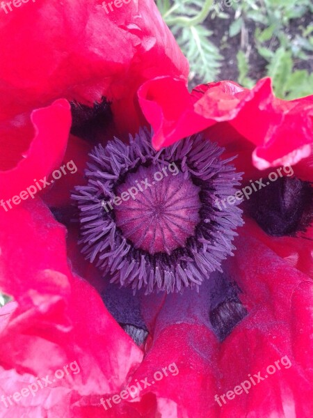 Early Summer Blossom Bloom Red Poppy