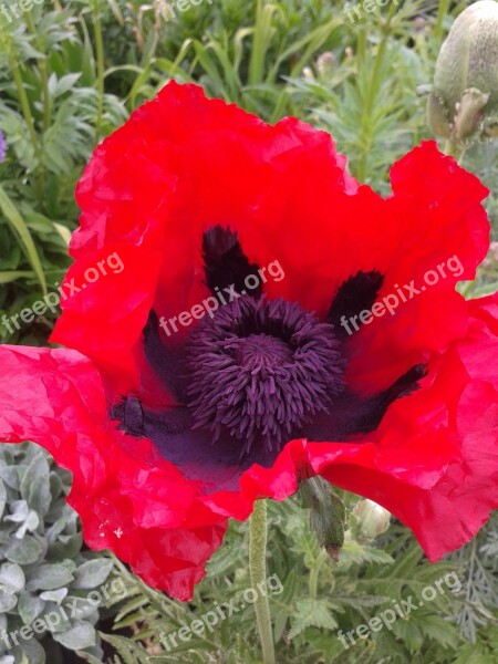 Early Summer Flower Red Poppy Poppy Flower