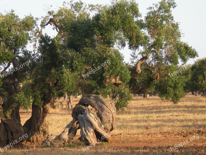 Olive Tree Trees Secular Free Photos