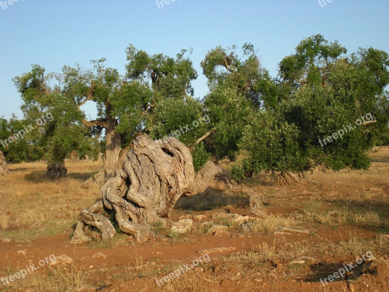 Olive Tree Trees Secular Free Photos